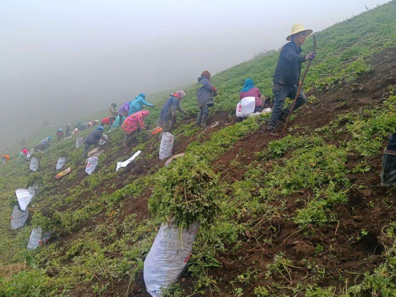 药农采挖当归种苗